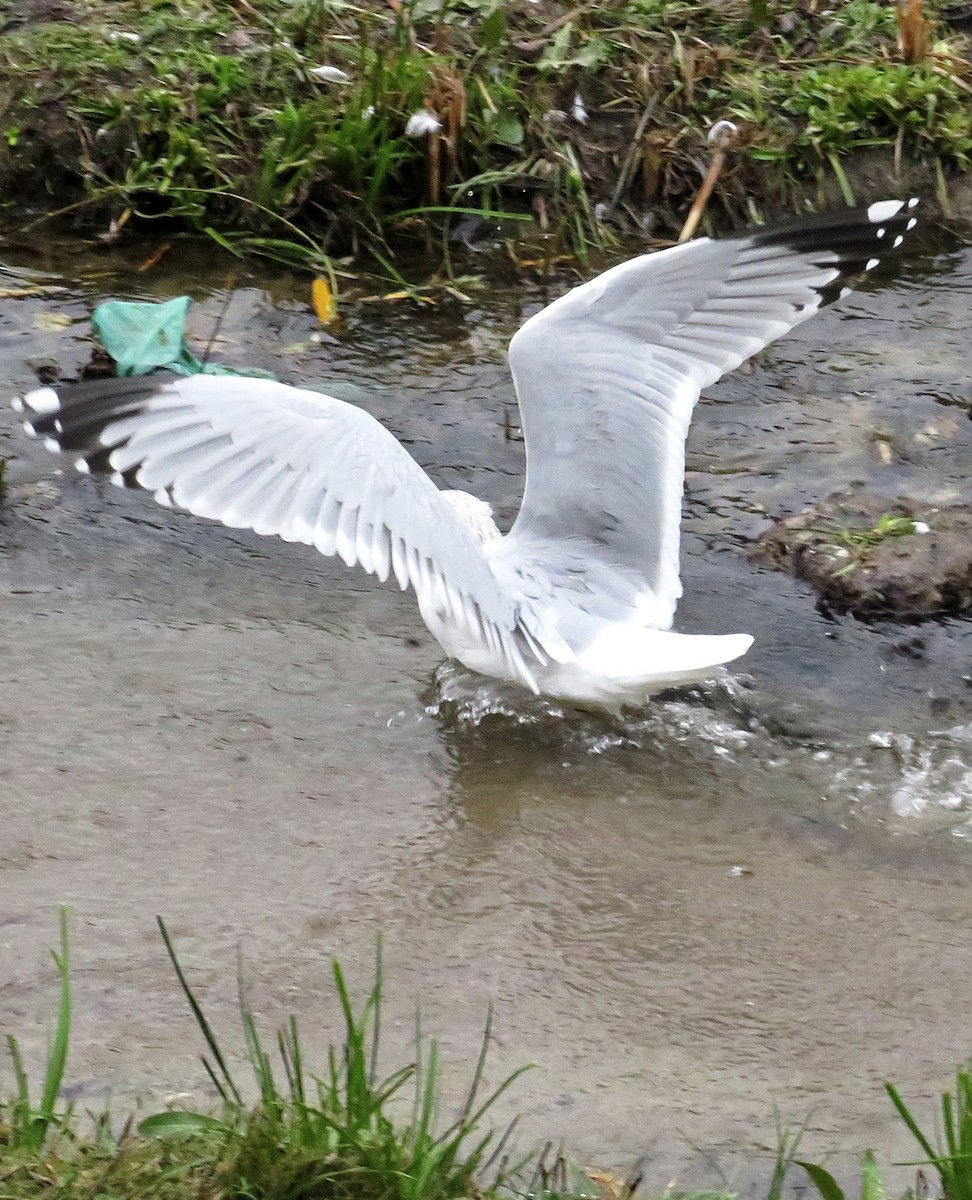 European Herring Gull - ML646685323