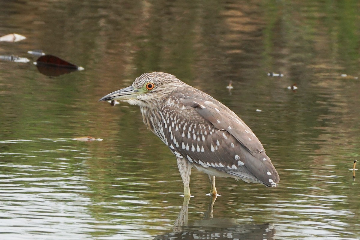 Black-crowned Night Heron - ML646685324