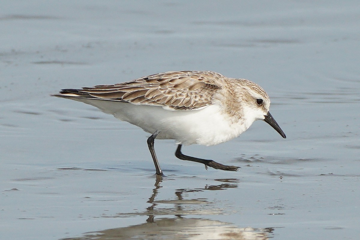 Red-necked Stint - ML646685327