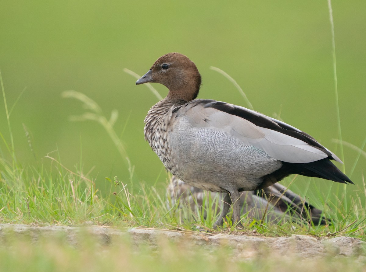 Maned Duck - ML646685332