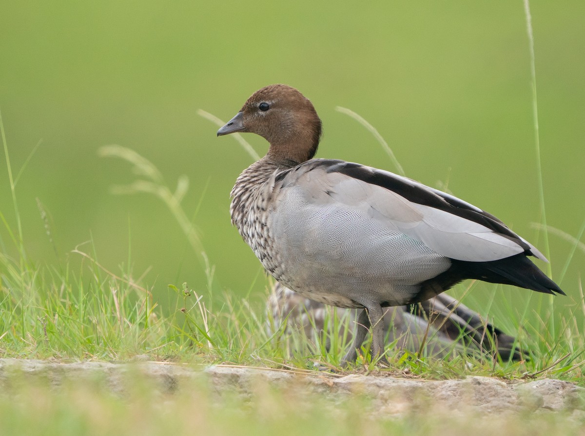 Maned Duck - ML646685333