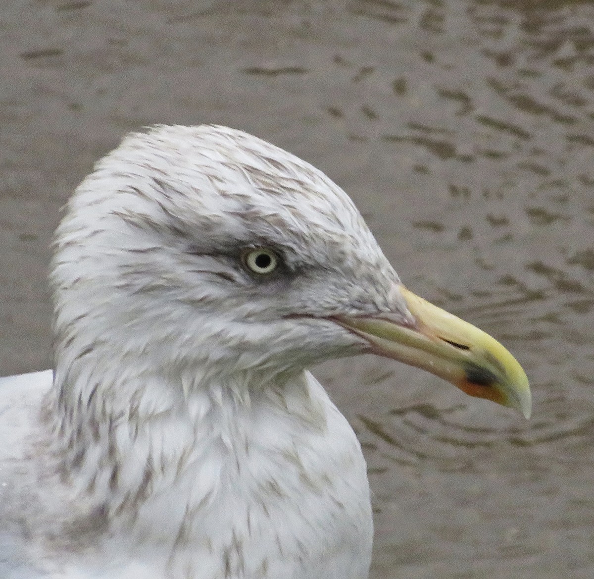 European Herring Gull - ML646685334