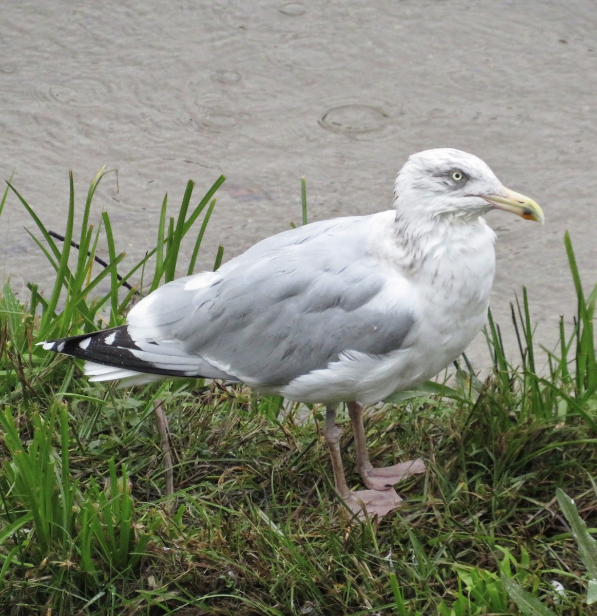 European Herring Gull - ML646685335