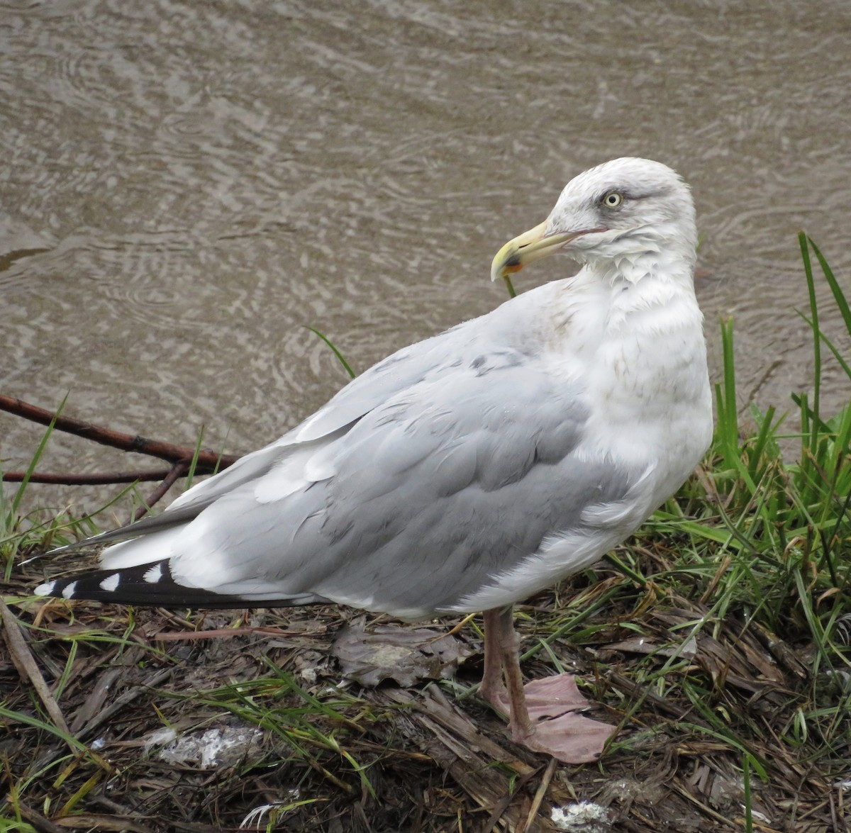 European Herring Gull - ML646685336