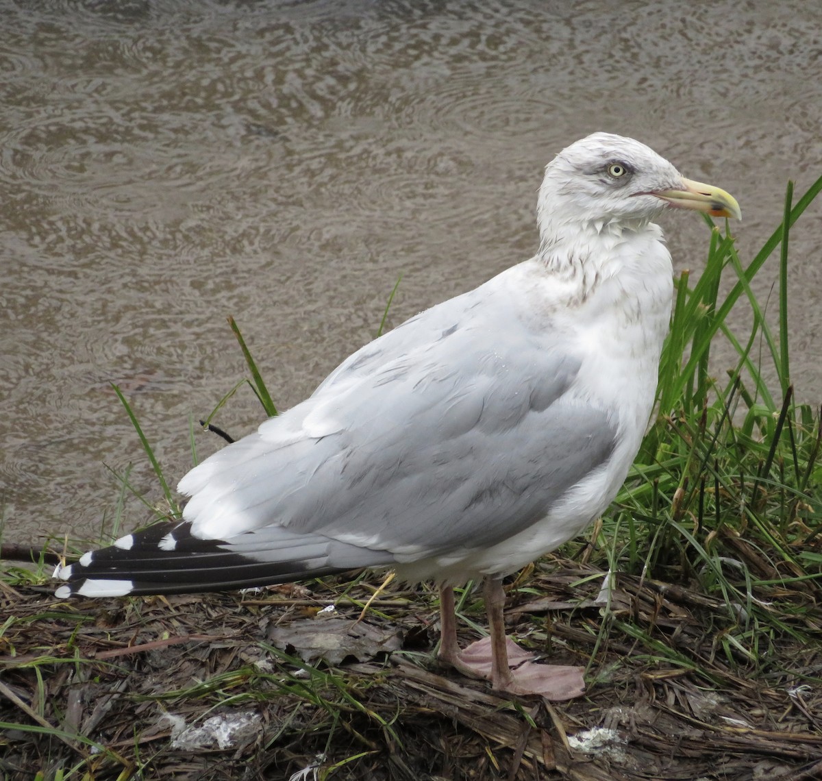 European Herring Gull - ML646685337