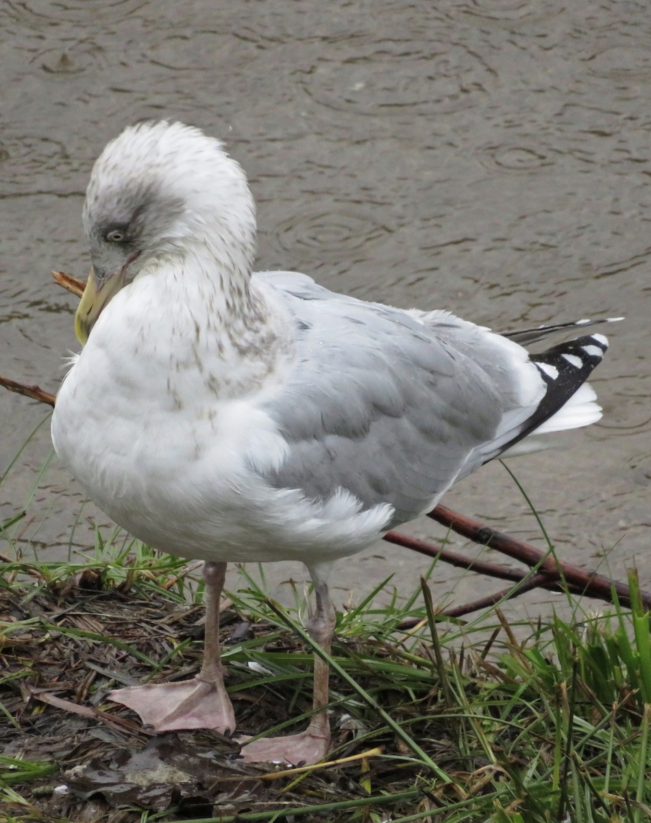 European Herring Gull - ML646685338