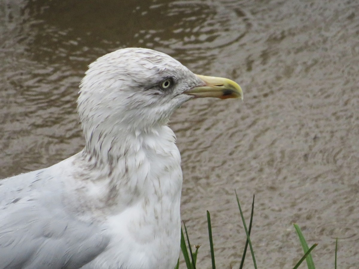 European Herring Gull - ML646685339