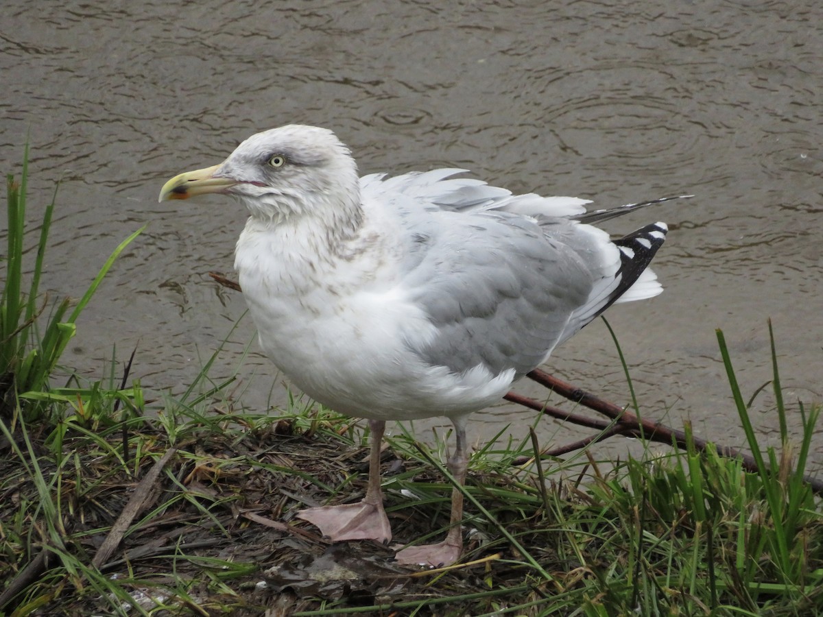 European Herring Gull - ML646685340