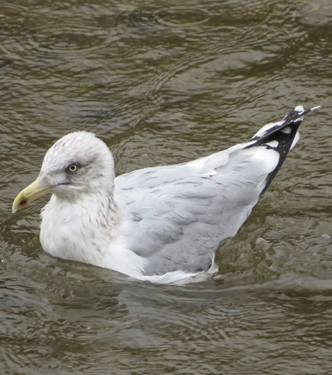 European Herring Gull - ML646685341