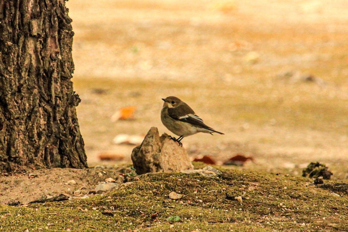חטפית שחורת-עורף - ML646685343