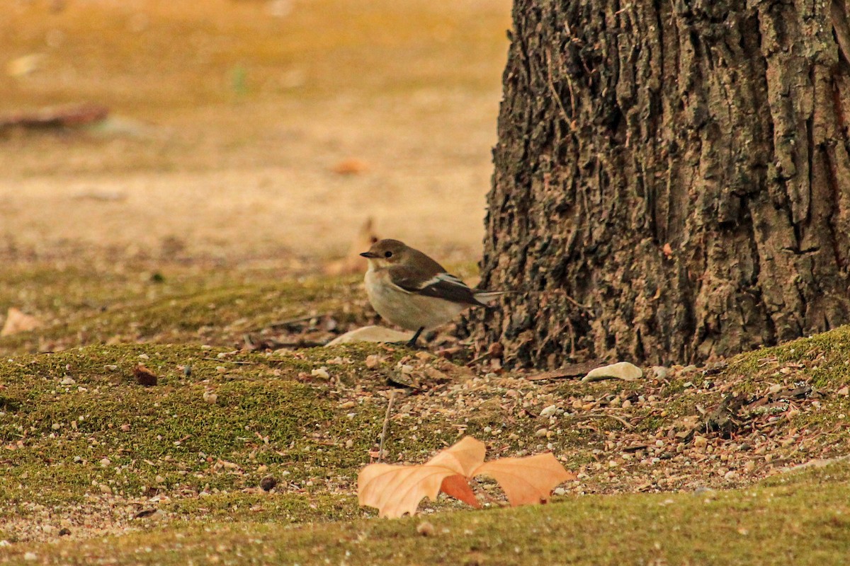 חטפית שחורת-עורף - ML646685344
