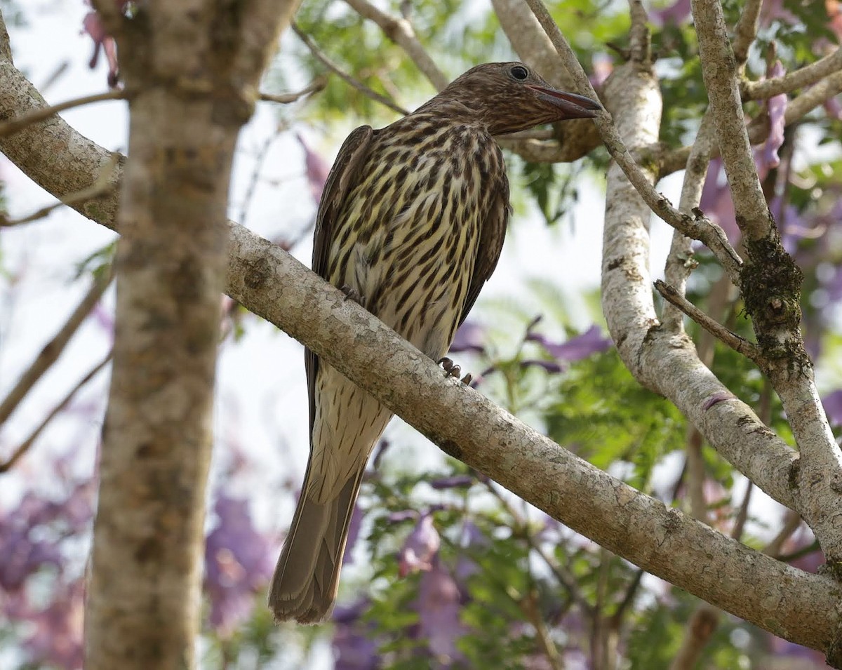 Australasian Figbird - ML646685345