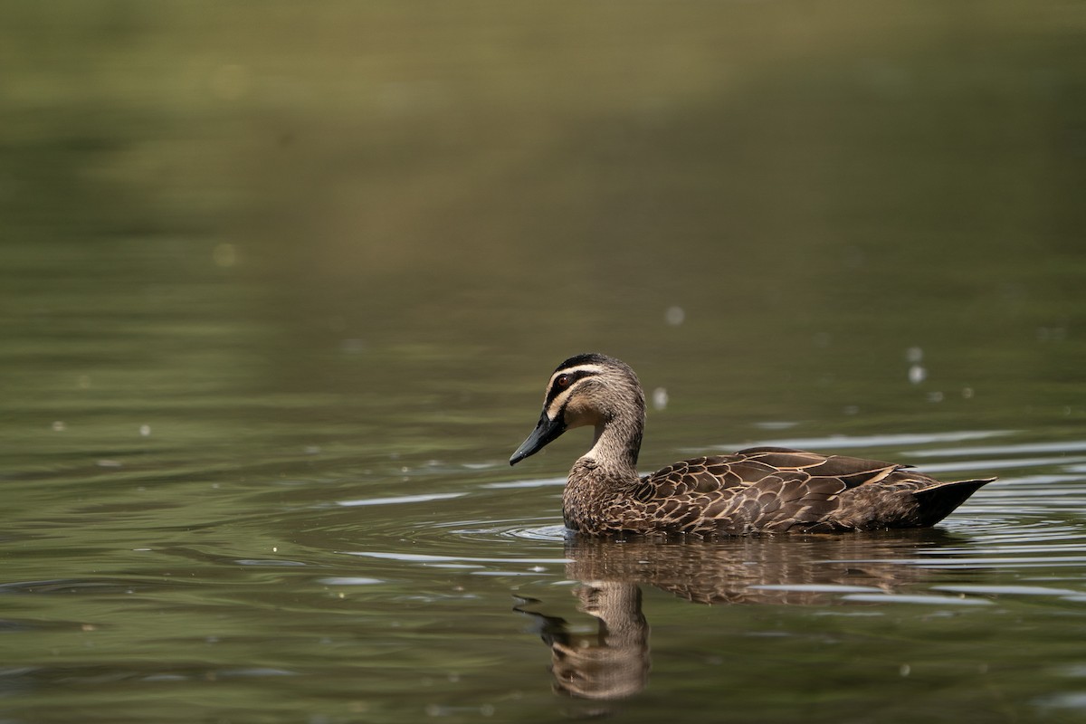 Pacific Black Duck - ML646685346