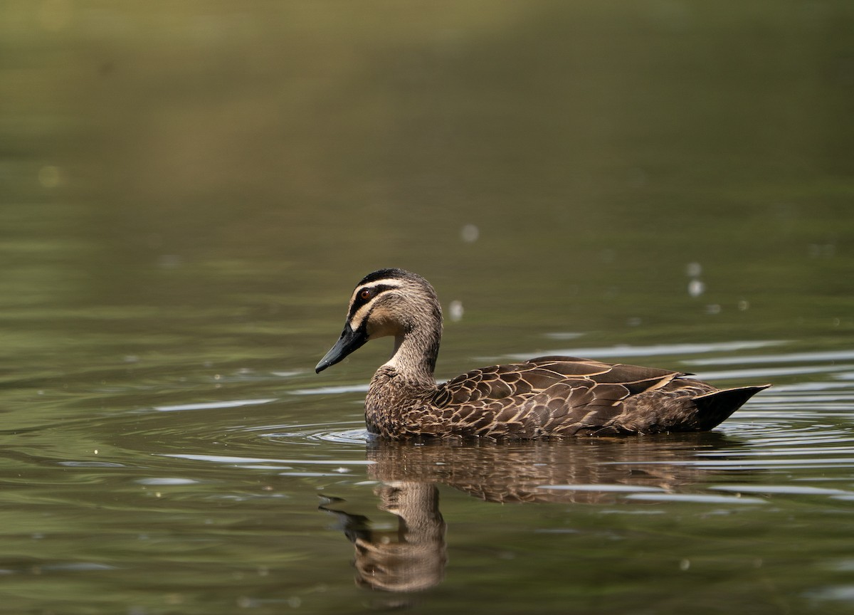 Pacific Black Duck - ML646685347