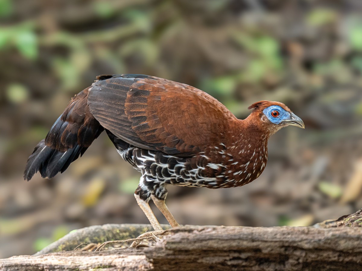 Bornean Crested Fireback - ML646685349