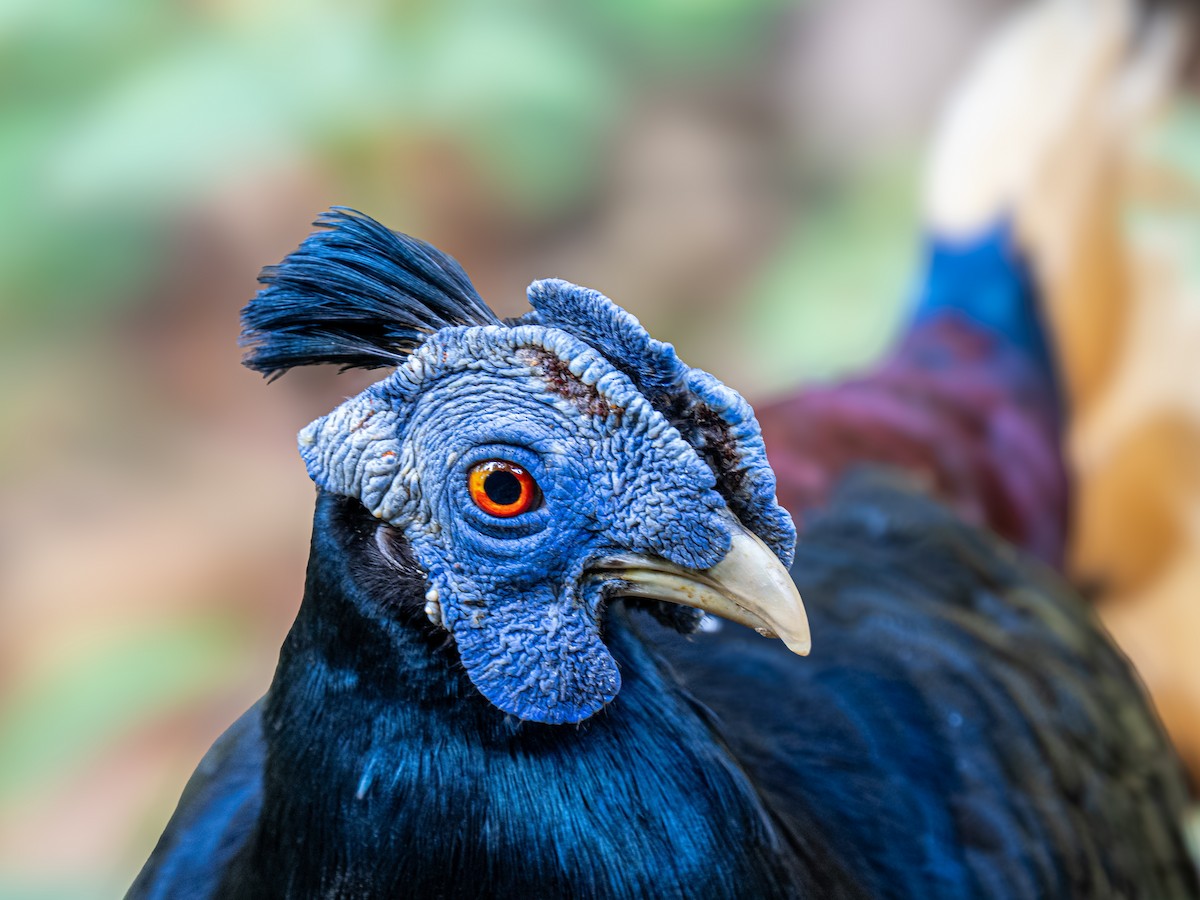 Bornean Crested Fireback - ML646685350