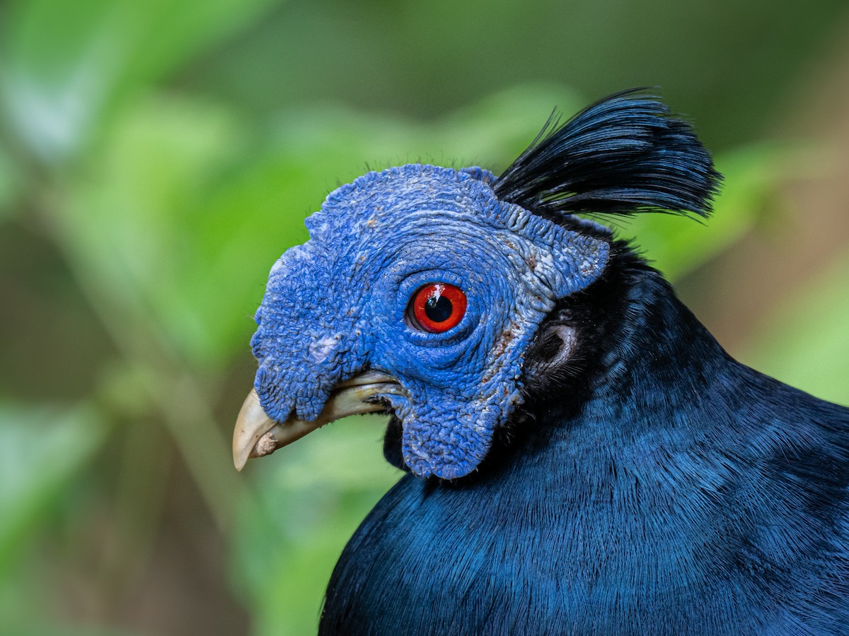 Bornean Crested Fireback - ML646685351