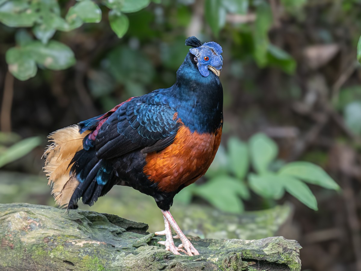 Bornean Crested Fireback - ML646685352