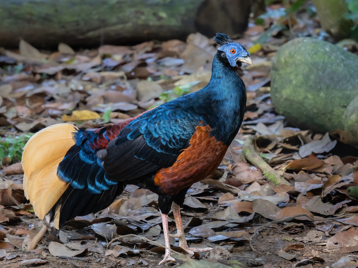 Bornean Crested Fireback - ML646685353