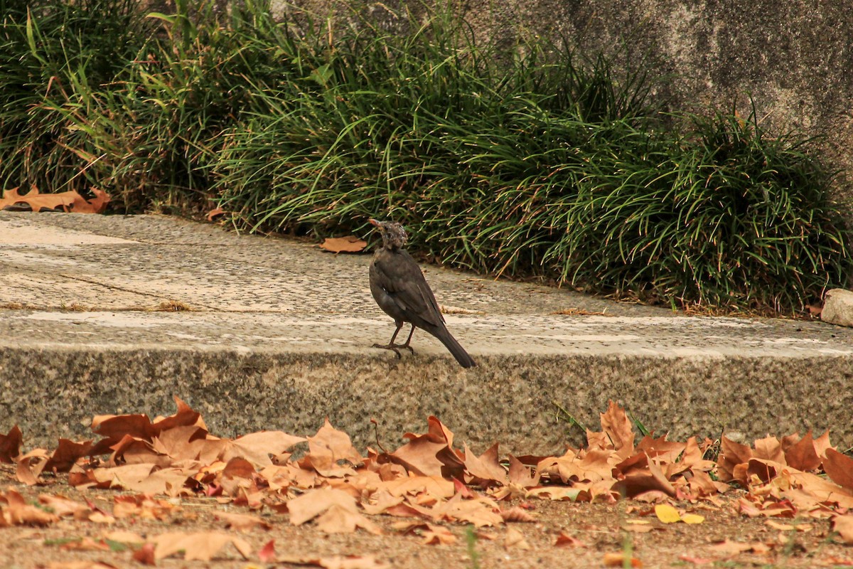 Eurasian Blackbird - ML646685354