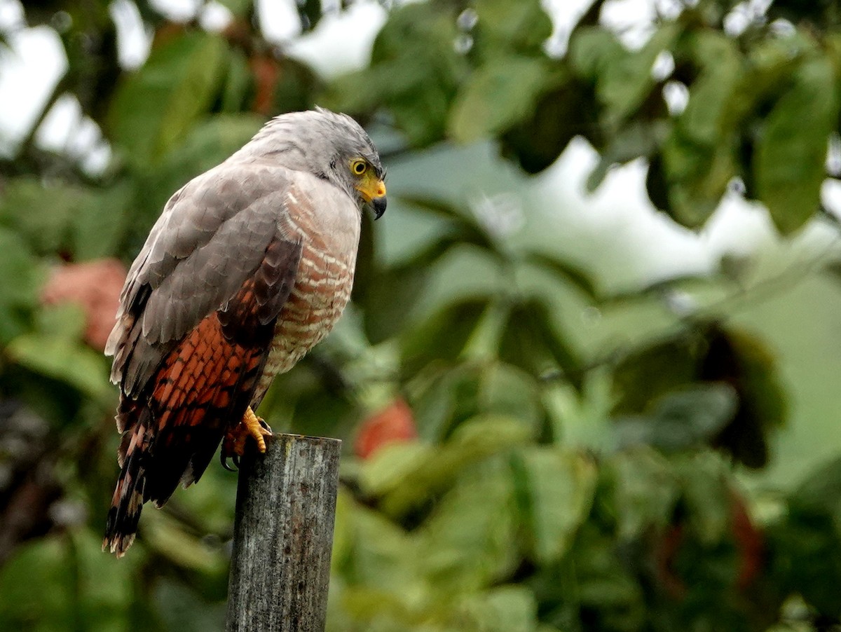 Roadside Hawk - ML646685356