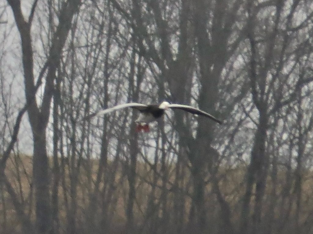 Snow Goose - ML646685359