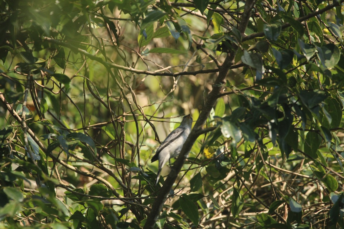 Black-headed Cuckooshrike - ML646685360