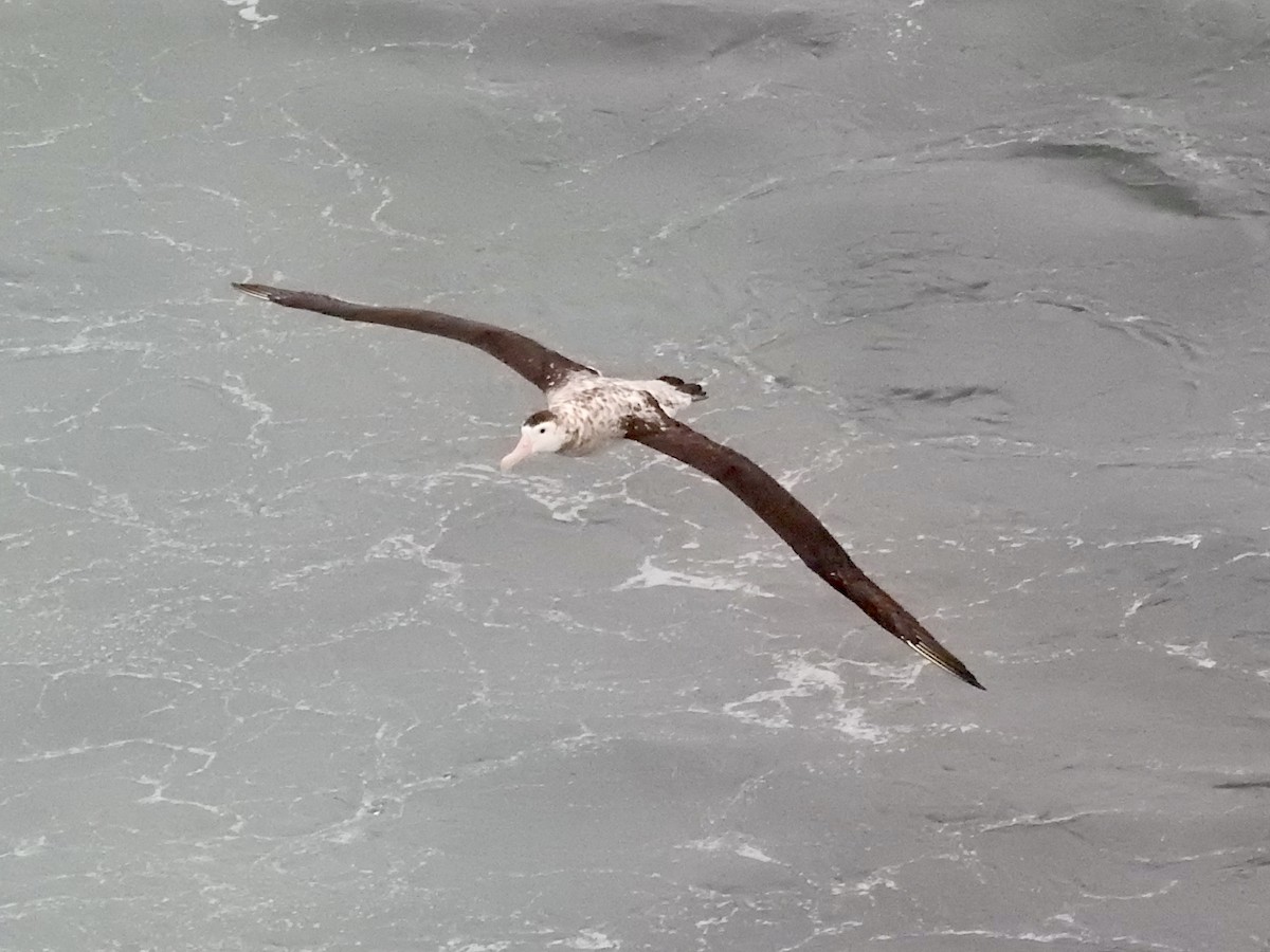 Antipodean Albatross - ML646685361