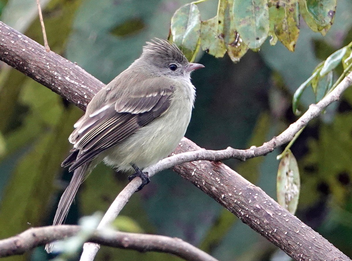 Yellow-bellied Elaenia - ML646685362