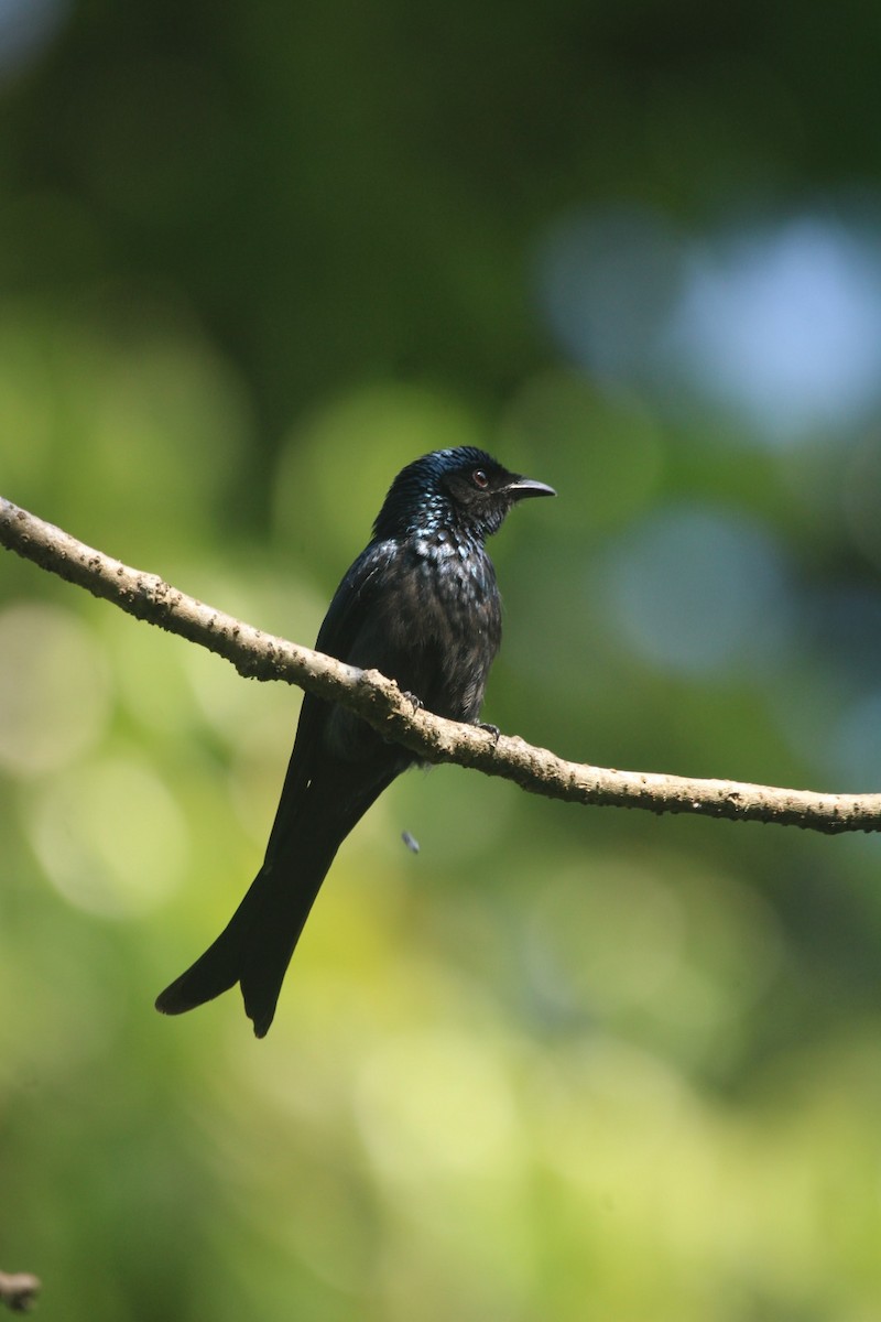 Bronzed Drongo - ML646685363