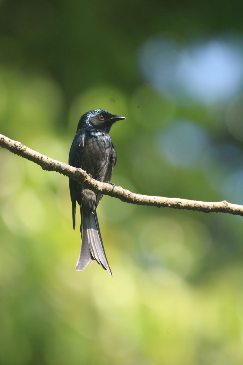 Bronzed Drongo - ML646685364