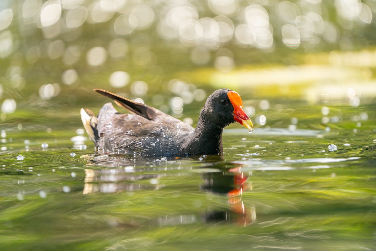 Dusky Moorhen - ML646685365