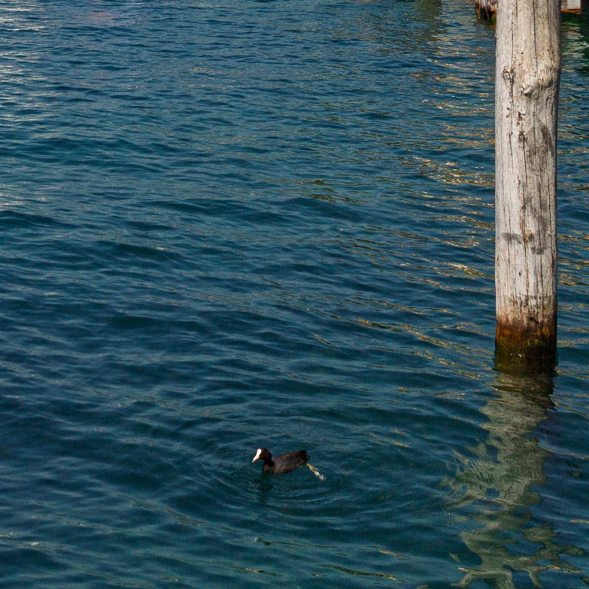 Eurasian Coot - ML646685368