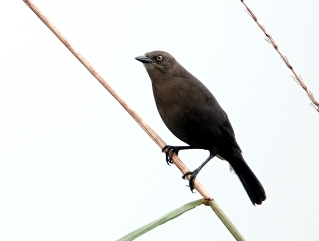Carib Grackle - ML646685371