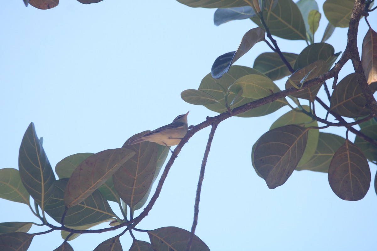 Greenish Warbler - ML646685372