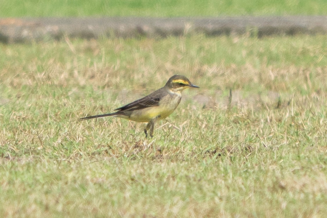 Eastern Yellow Wagtail (Green-headed) - ML646685373