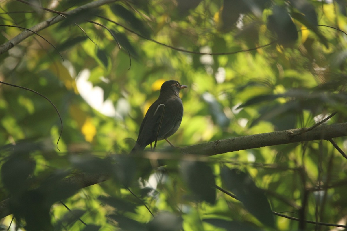 Indian Blackbird - ML646685374