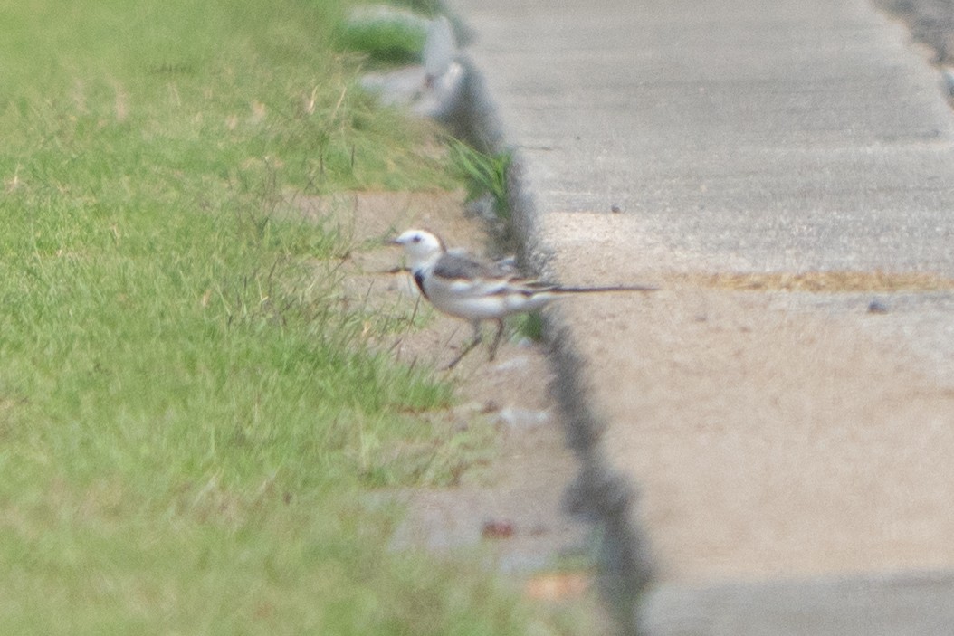 White Wagtail (Chinese) - ML646685375