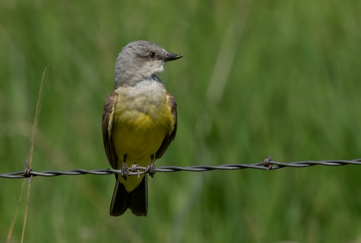 Western Kingbird - ML646685376