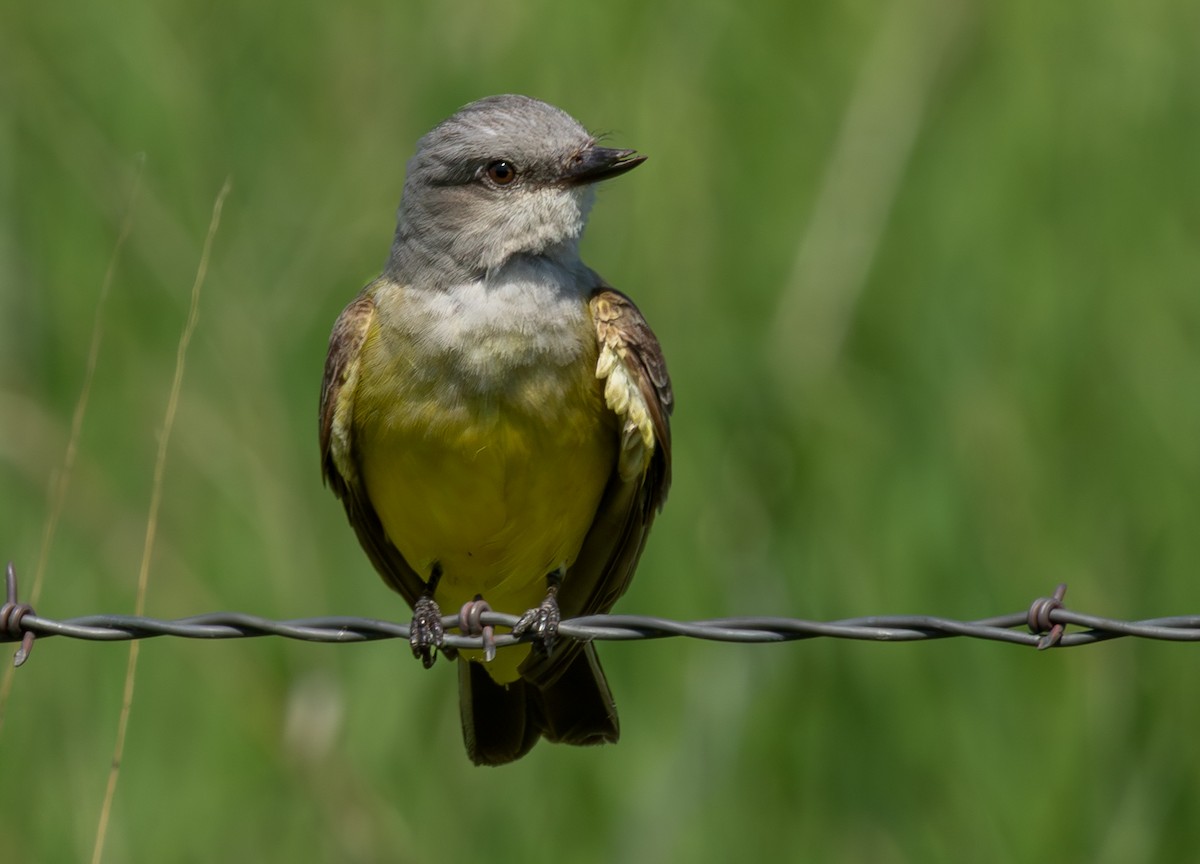 Western Kingbird - ML646685377