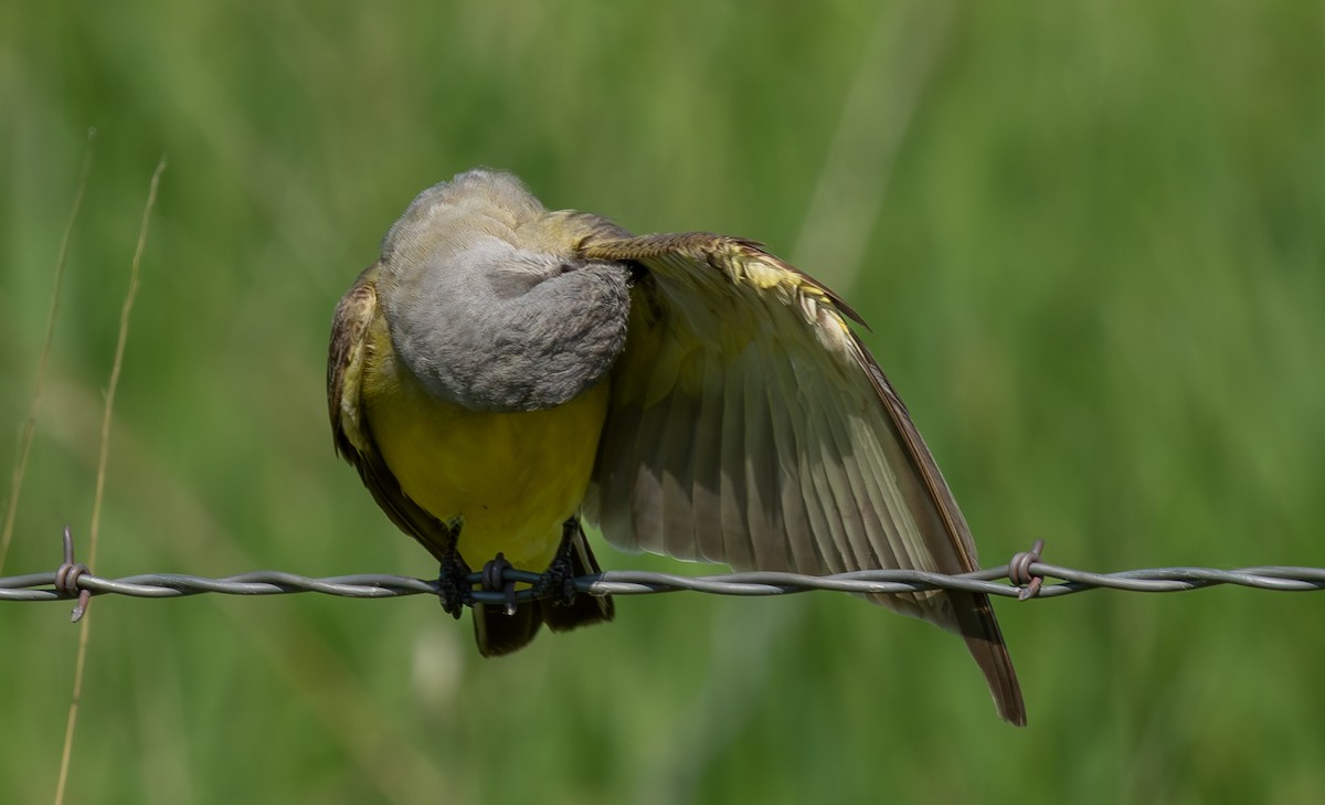 Western Kingbird - ML646685378