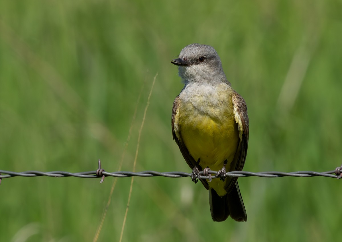 Western Kingbird - ML646685379