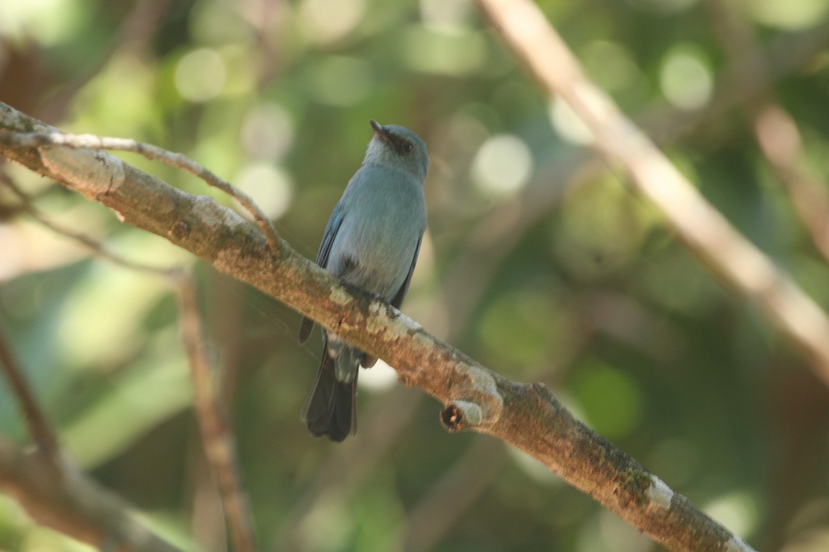 Verditer Flycatcher - ML646685382