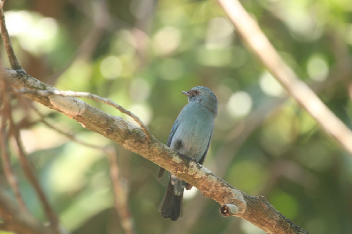 Verditer Flycatcher - ML646685383