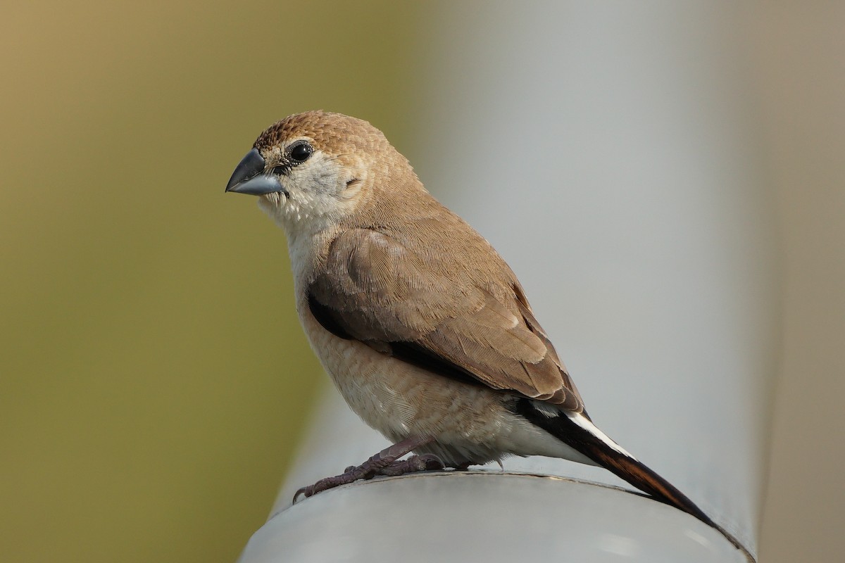 Indian Silverbill - ML646685389