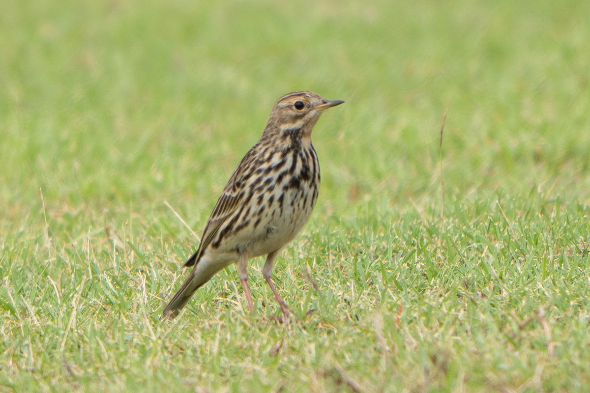 Red-throated Pipit - ML646685393