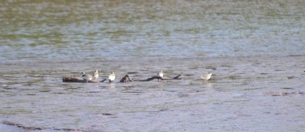 Semipalmated Plover - ML646685395