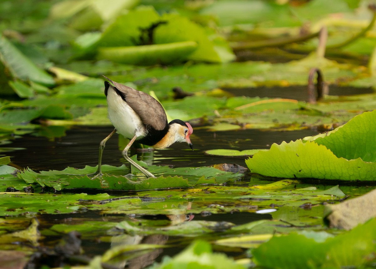 Comb-crested Jacana - ML646685397