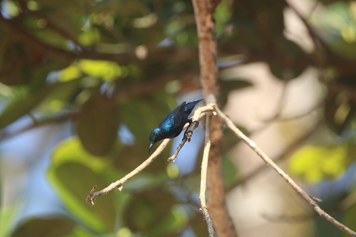 Purple Sunbird - ML646685398