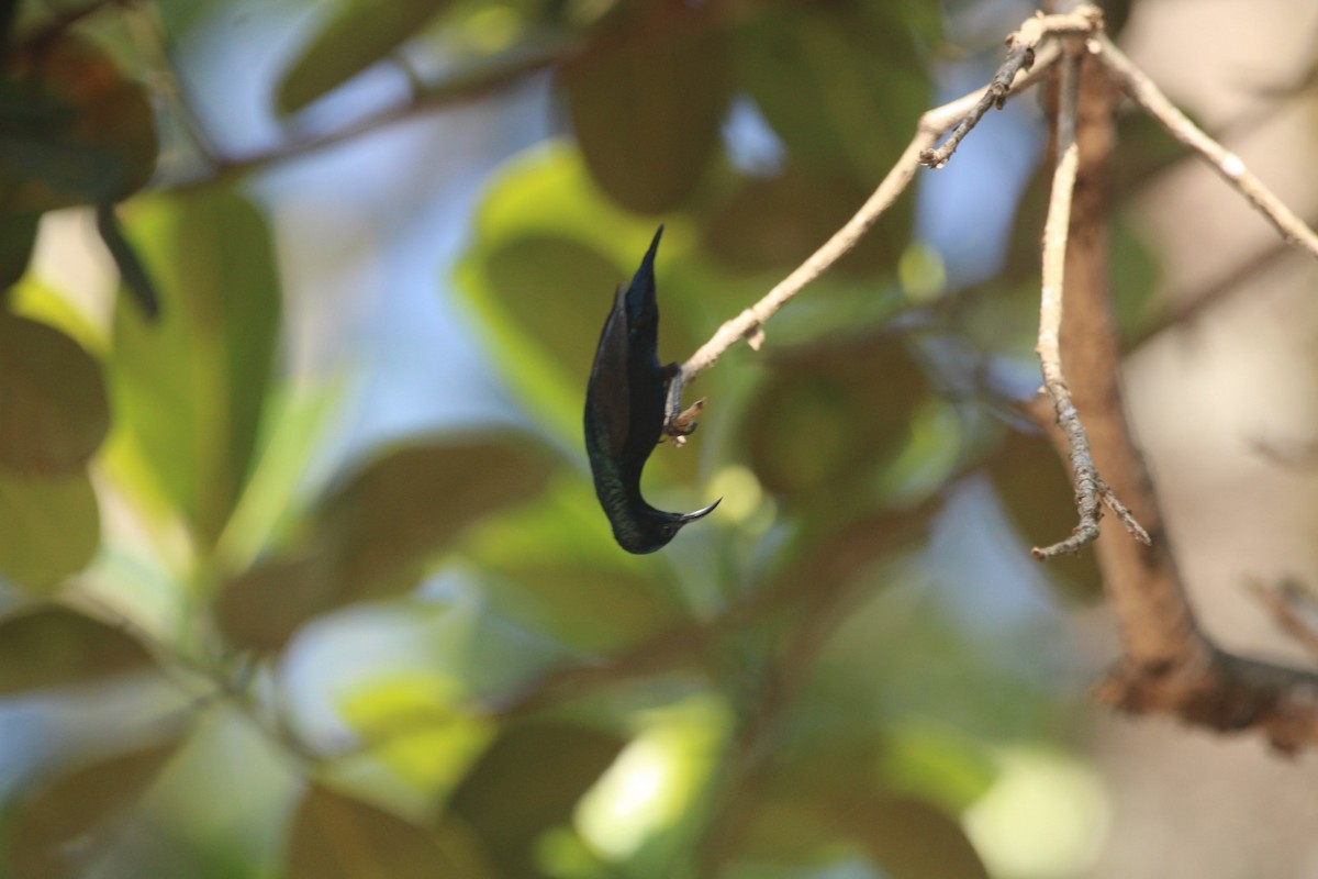 Purple Sunbird - ML646685399